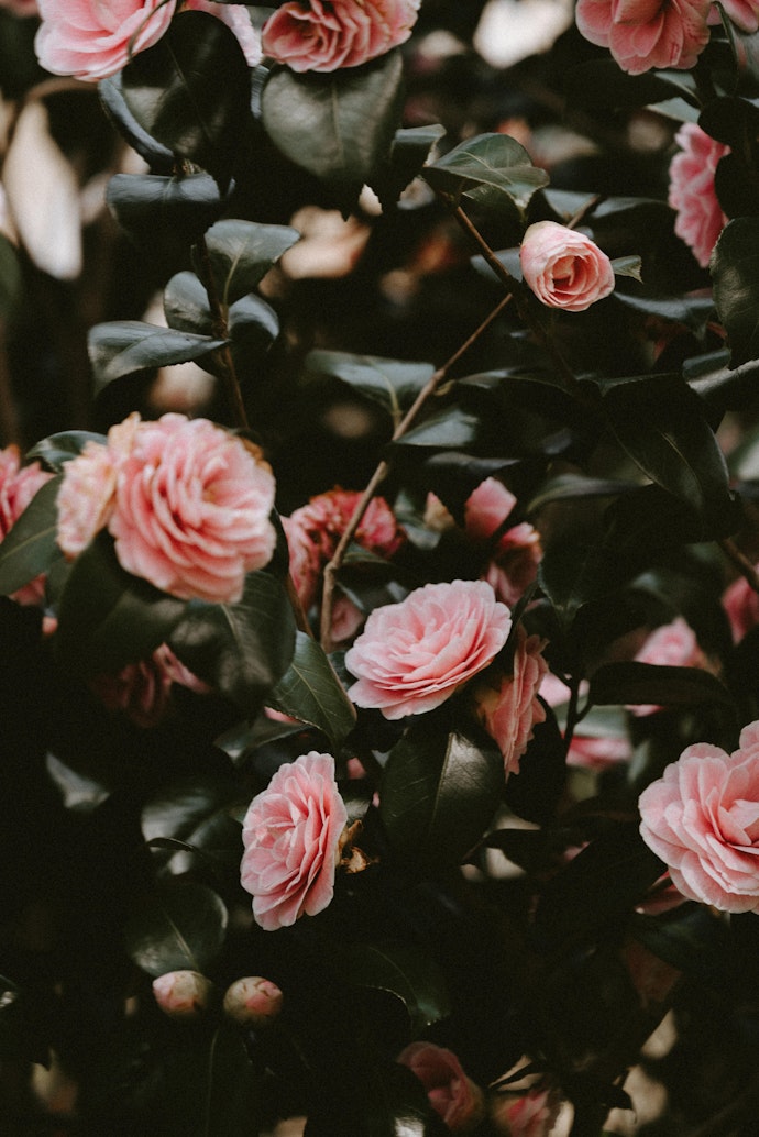 Rosebusk