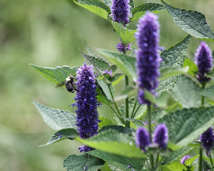 Isop, lilla små planter med en bie som suger nektar